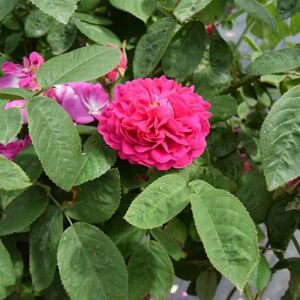 Rosa 'De Rescht' ---